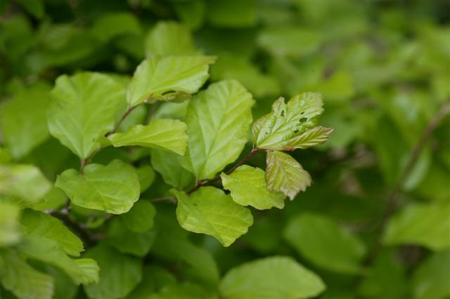 Persian Parrotia tree leaves